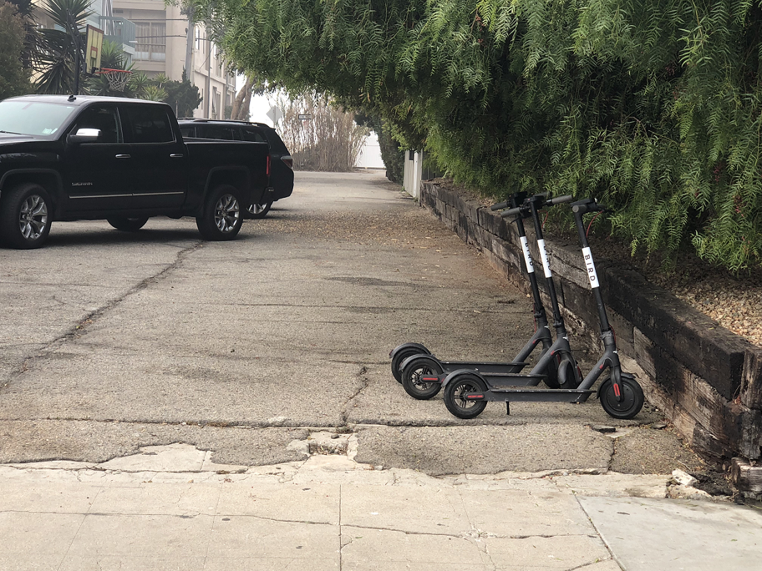 Sidewalk Wars_bird