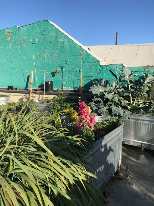 rooftop garden